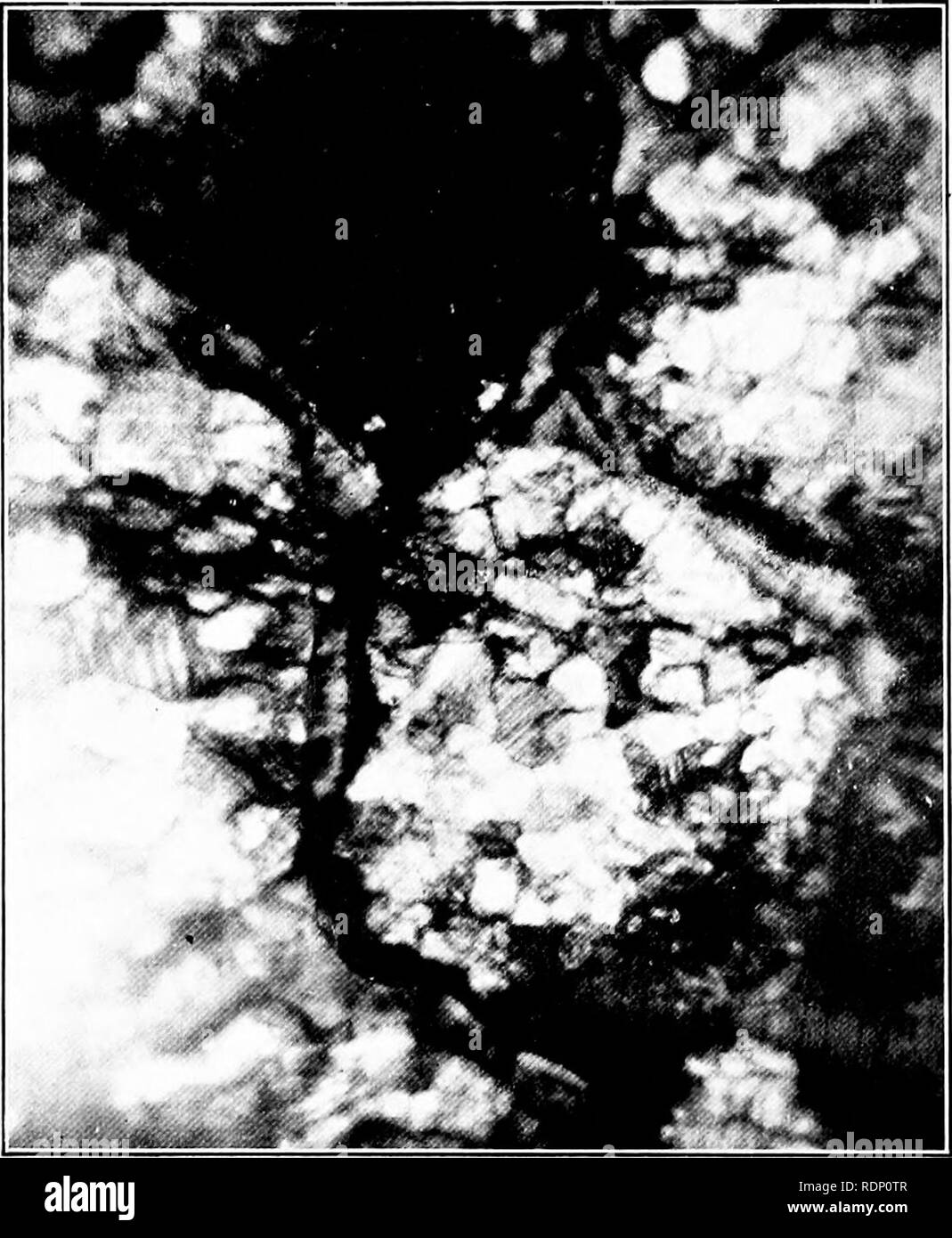 . Minute marvels of nature, being some revelations of the microscope ...