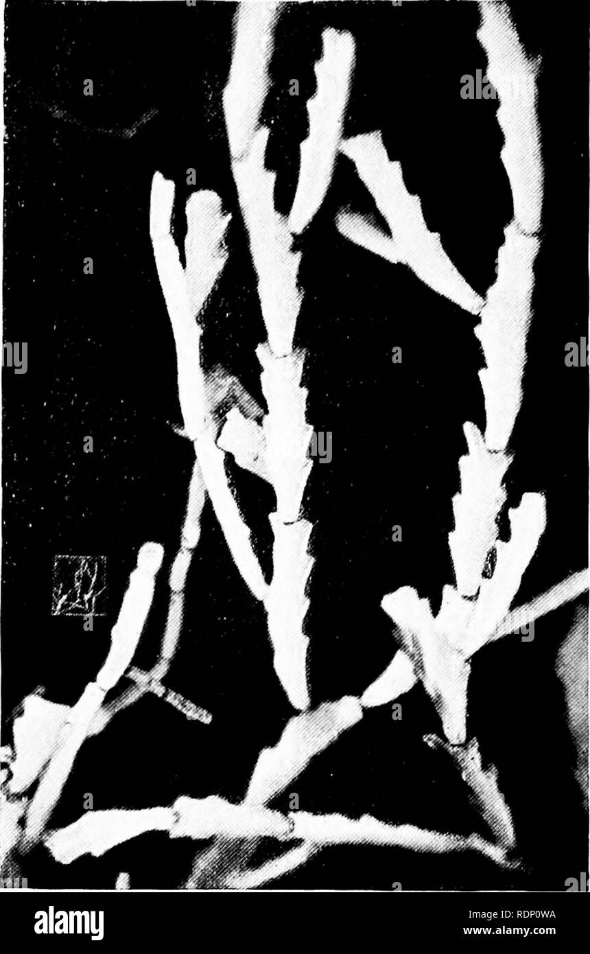 Plant Cells Microscope Black And White Stock Photos Images Alamy