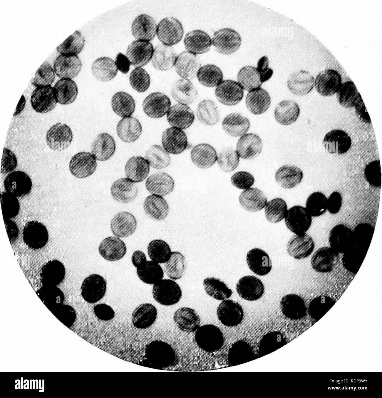 Pollen grains microscope Black and White Stock Photos & Images - Alamy