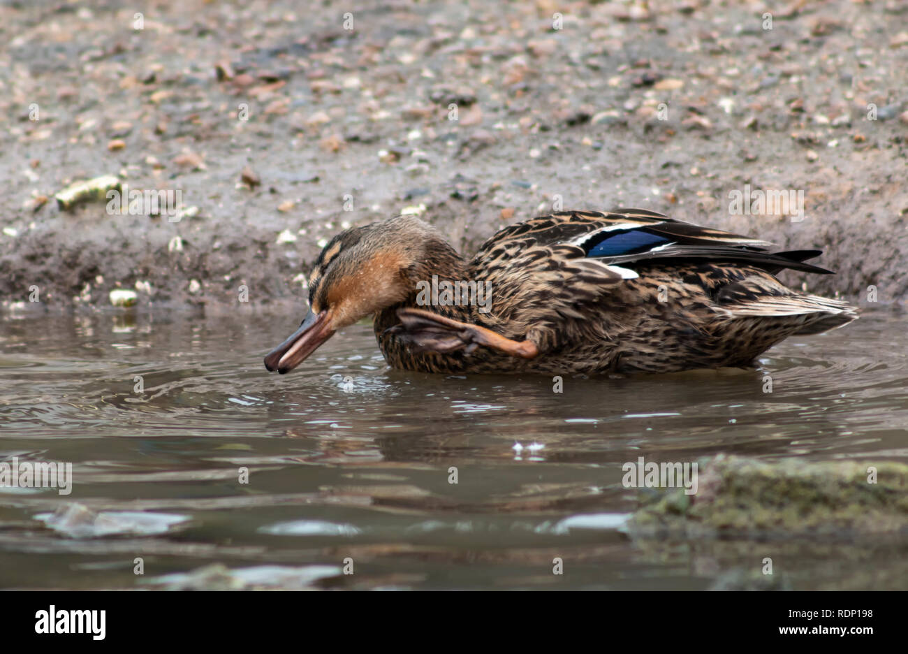 mallard duck stretching its neck and using its foot to scratch its chin