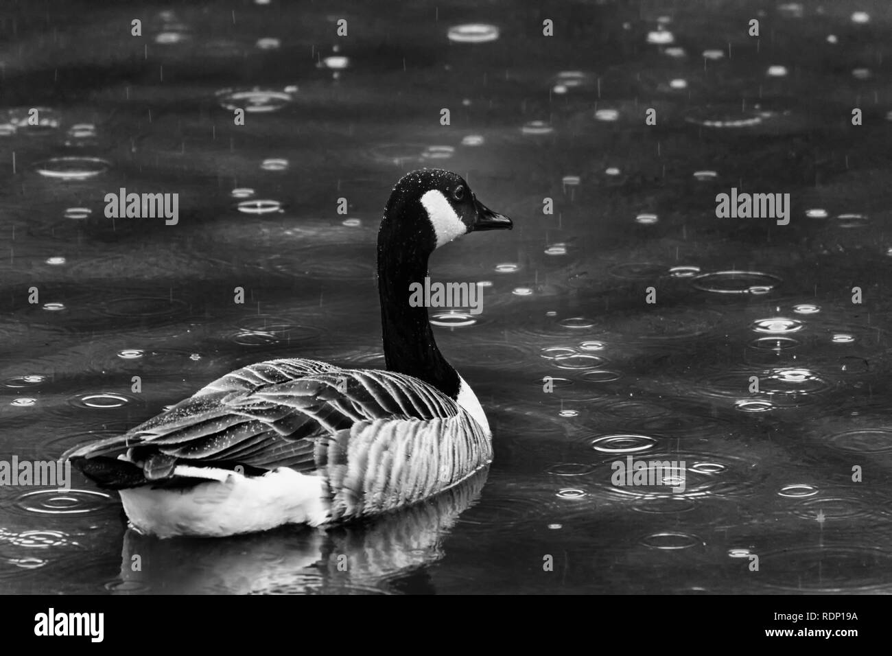 Canada goose in the rain Stock Photo