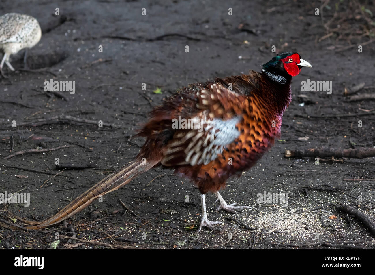 Portrait of a male pheasant ruffling his feathers Stock Photo