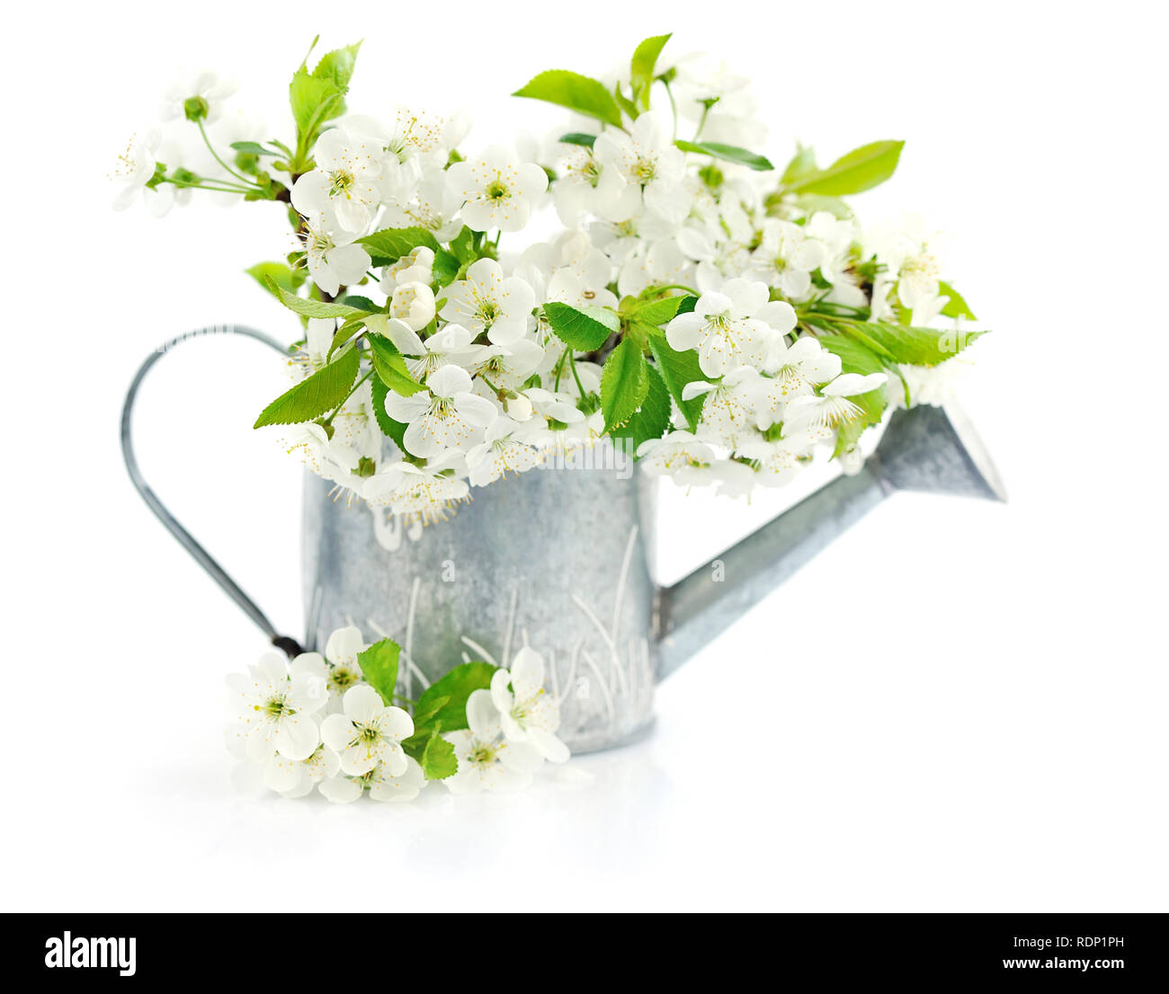 Watering can with cherry flowers on a white background Stock Photo