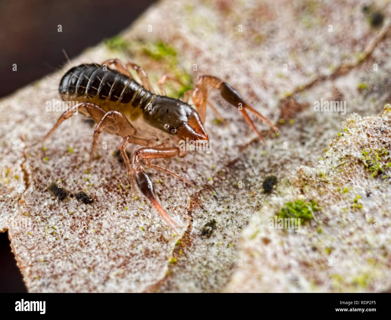 A Pseudoscorpion (Microbisium brevifemoratum), best education ID guess is that it is a Dark-clawed Chthonid Pseudoscorpion (Chthonius tenuis) Stock Photo