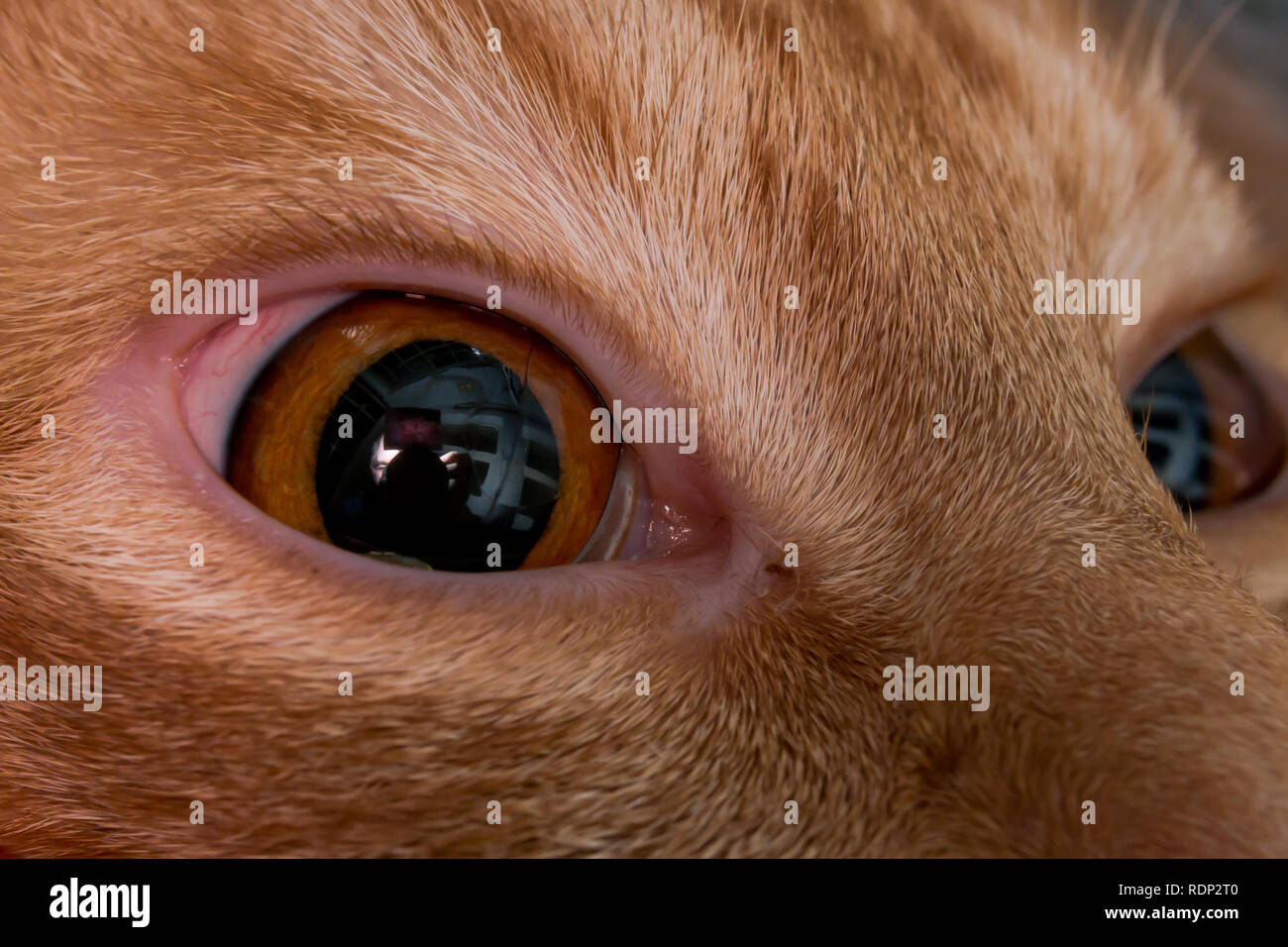 ginger cat eye Stock Photo Alamy