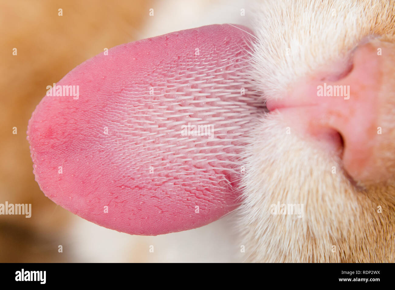 cat tongue with keratinized  papillae Stock Photo
