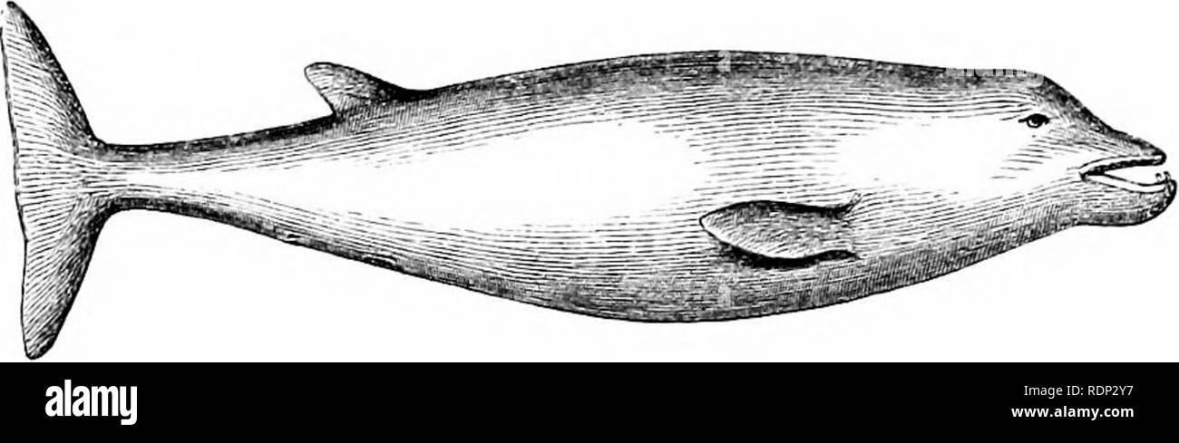 . A history of British quadrupeds, including the Cetacea. Mammals. 428 OETAOEA. (ODONTOCETI.) PHYSETEKID^. PHYSETERID^.. Genus Ziphius (Cuvier, 1835). Generic Character.—Teeth -2  conical, placed in front of lower jaw, in- clined forwards, of moderate size. Skull with a deep hollow at base of rostrum, into which the nares open, formed by the premaxillaries, and overhung above by the nasal bones. Rostrum tapered, triangular. CUVIER'S WHALE. Ziphius cavirostris (Cuvier). Ziphius cavirostris, 1 Myperoodon gervaisii, ? Epiodon desmarestii, CuTiBK, Ossem. Foss., I., 350 (1825). DnvEKNOT, Ann. des S Stock Photo