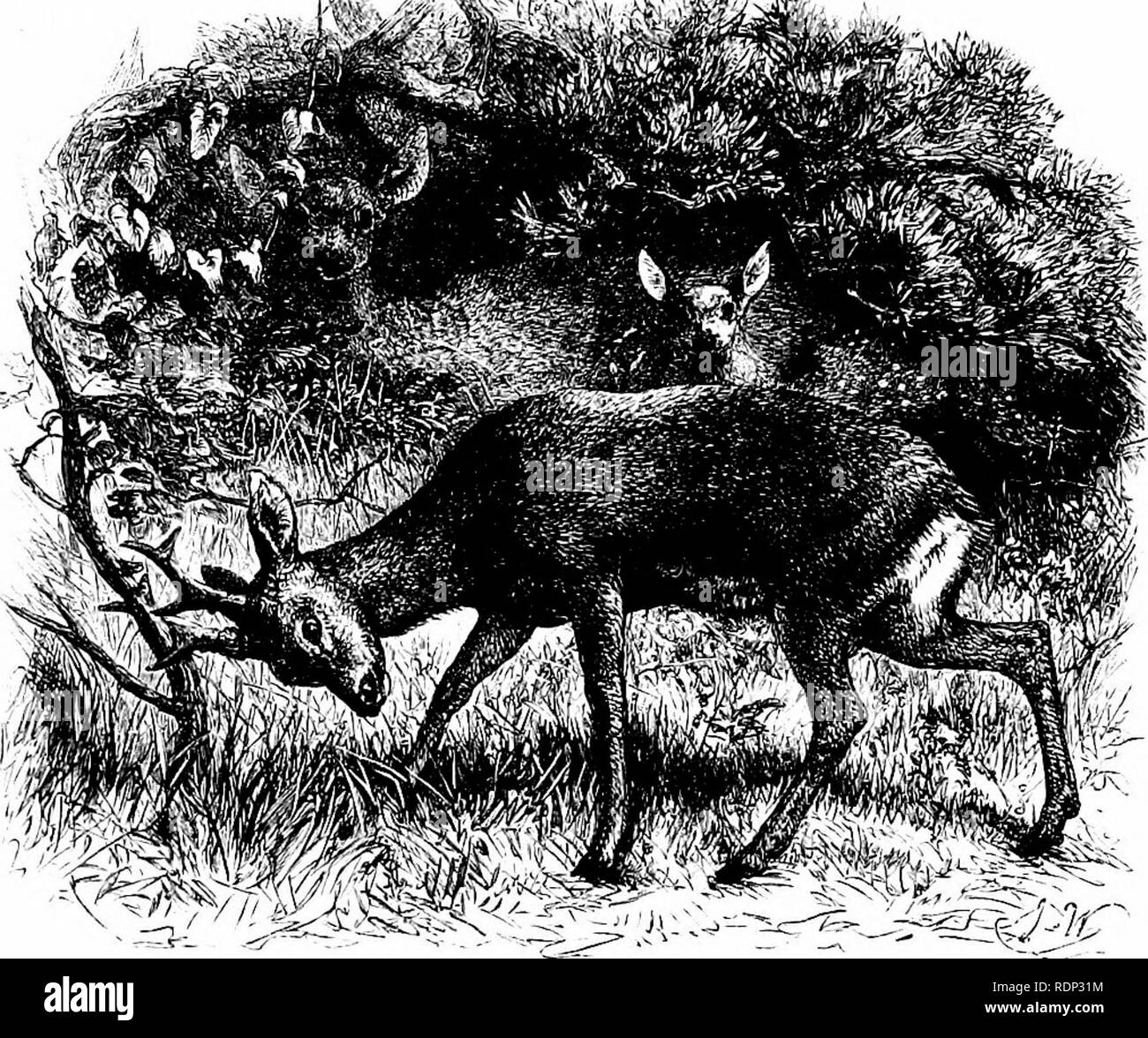 White rump roe deer Black and White Stock Photos & Images - Alamy