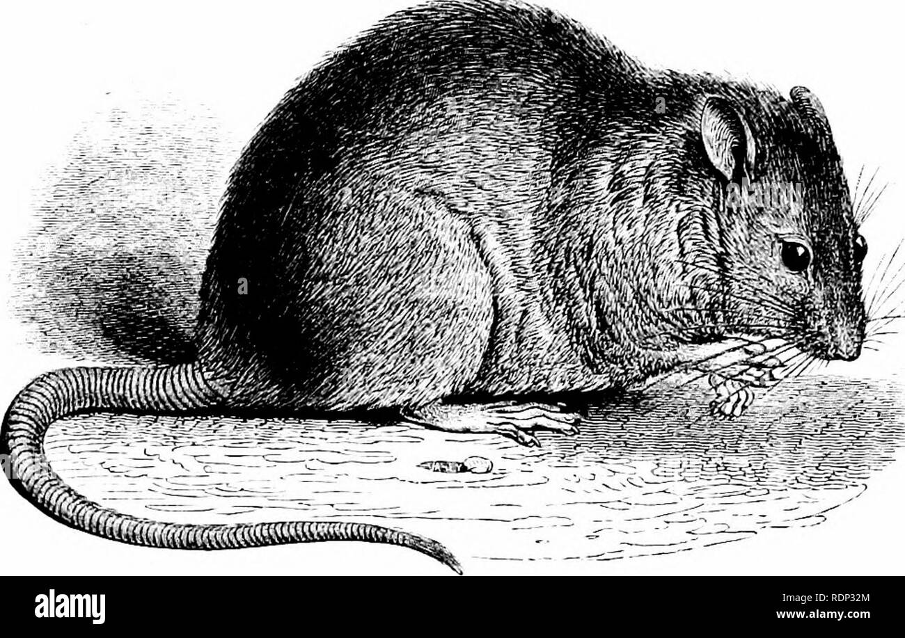 . A history of British quadrupeds, including the Cetacea. Mammals. 308 nODENTIA. MURIB/F MURIDJR.. BROWN RAT. NORWAY RAT. Mus decumanus. (Pall.) Spccijir Charnclcr. — Greyish-bro-rni above, -whitish beneath ; ears one-thirJ the length of the hca&lt;l; tail shorter than tlie body. Mils ikcumanus, Pallas, Glir. p. 91. Gmel. Syst. Nat. Linn. I. p. 127. Desmar. Mamm.al. p. 473, sp. 473. Flem. Brit. An. p. 20. jEsrNS, Brit. Vert. p. 32. Blas. Wirbelt. Deutsoh. I. p. 313. Belsson, He;;. An. p. 173. Erxleb. Syst. p. 381, 1. Bdffon, Hist. Kat. VIII. ji. 206, t. xxvii. Fu. Cotier, Mammal. I. Penn. Brit Stock Photo