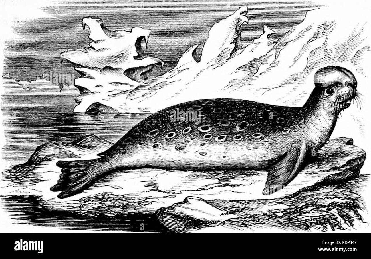 . A history of British quadrupeds, including the Cetacea. Mammals. HOODED SEAL. CARNIYOEA. PINNIPEDIA. 257 PHOCIDJ&lt;... Genus Cystophora (Nilsson, 18£0). Generic Character.—Male with a large hood on nose, inflatile at will; muzzle hairy. Skull with ossified portion of mesethmoid produced in front of nasals. Teeth, inc. 5, molars | :|, with large roots and compressed plaited crowns. HOODED SEAL. Cystophora cristata (Erxleben). Specific Character.—Dark grey above, spotted with an even darker shade; lighter beneath. Length of adult from seven to ten feet. Phoca cristata, ,, le(yiiina, ,, mitrat Stock Photo