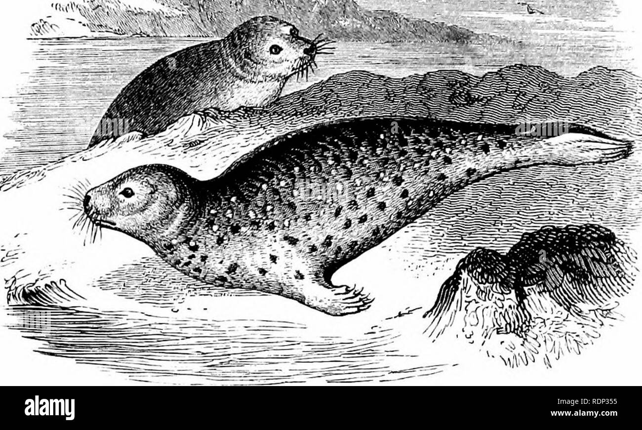 . A history of British quadrupeds, including the Cetacea. Mammals. 240 OARNI70RA PINNIPEDIA. PHOCID/E. PHOClDvE. «. ^-^-^i^^^i^AsI^*^. Genus Phoca (Linnaeus, 1766). Generic Character.—Head rounded, muzzle bald, braiu-oase of skull large. Teeth, inc. f, can. :, grinders |:|, tuberculated, the first with one root, the rest with two. COMMON SEAL. Phoca viiulina (Linnaeus). Specific Character.—Spotted above with grey and black, whitish below. Ascending processes of intermaxillaries truncated, not reaching the nasals or touching them at one point only ; bony palate acutely notched behind, posteri Stock Photo