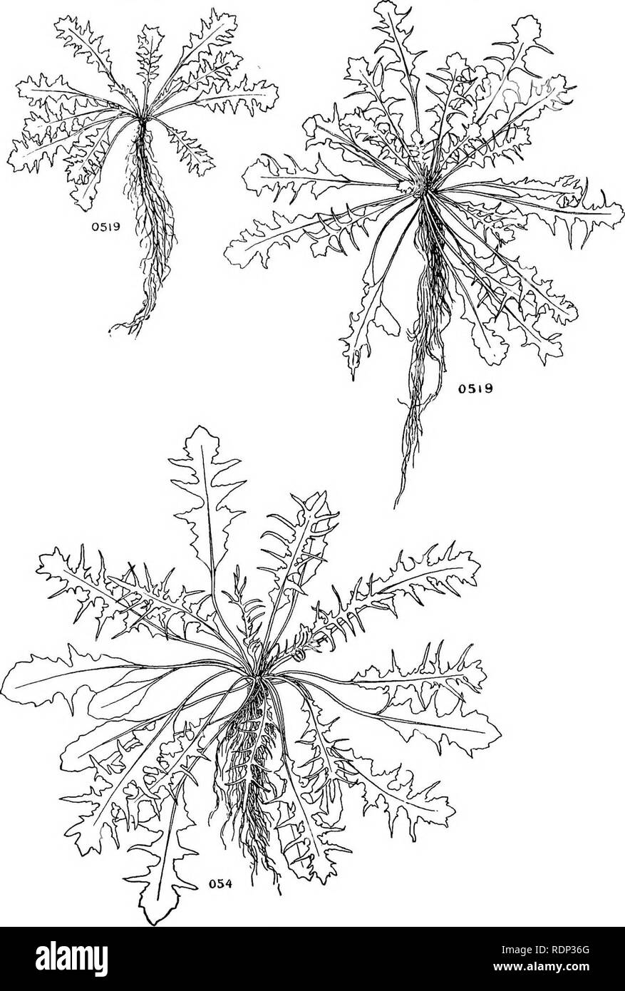 . Bursa bursa-pastoris and Bursa heegeri biotypes and hybrids. Bursa heegeri; Plant hybridization. 20 BURSA BURSA-PASTORIS AND BURSA HEEGERI ; Fig. 11. Fig'9'. Fig. 10. Fig. 9.—Bursa bursa-pastoris tenuis from my first pure culture of this biotype. Fig. 10.—Bursa bursa-pastoris tenuis from ii hybrid progeny. Fig. 11.—Bursa bursa-pastoris tenuis. A stunted sib of plant shown in fig. 9.. Please note that these images are extracted from scanned page images that may have been digitally enhanced for readability - coloration and appearance of these illustrations may not perfectly resemble the origin Stock Photo