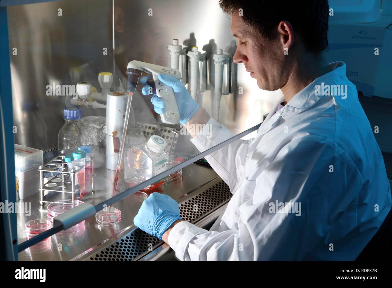 Biotechnology laboratory, laminar flow, a scientist is pipetting a cell culture medium into a