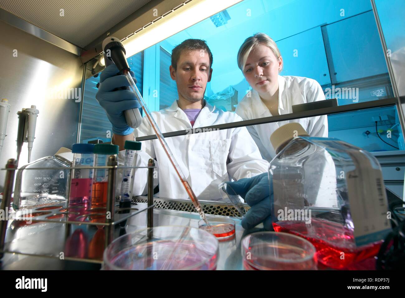 Biotechnology laboratory, laminar flow, a scientist is pipetting a cell