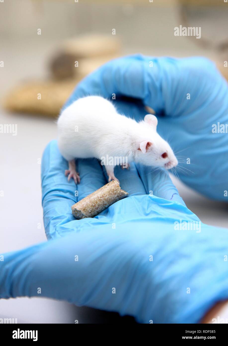 Mouse bred for experimental purposes, Centre for Medical Biotechnology of the University Duisburg-Essen, North Rhine-Westfalia Stock Photo