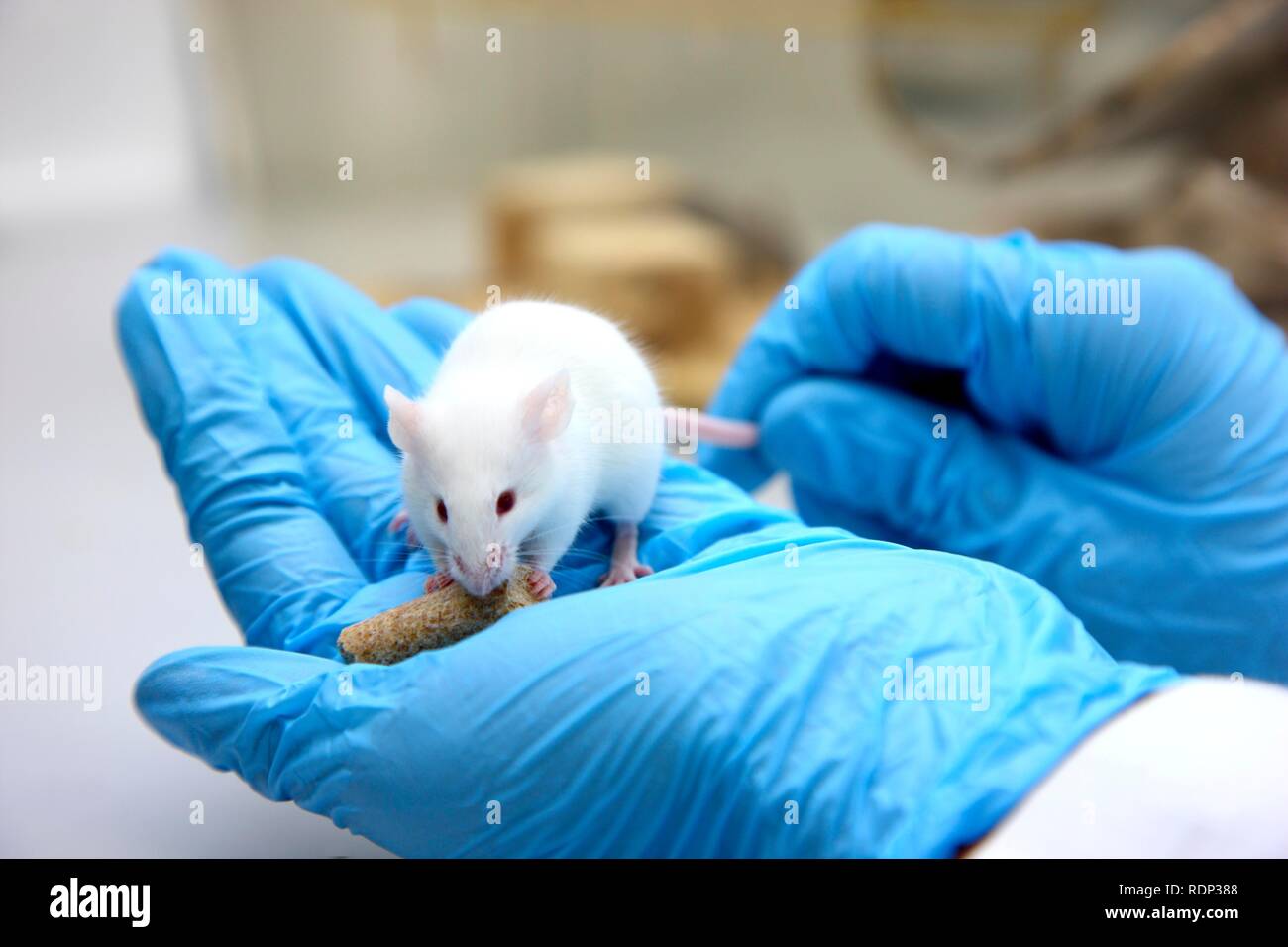 Mouse bred for experimental purposes, Centre for Medical Biotechnology of the University Duisburg-Essen, North Rhine-Westfalia Stock Photo
