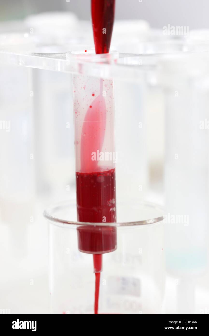 Laboratory, protein purification with PD10-column, Centre for Medical Biotechnology University Duisburg-Essen Stock Photo