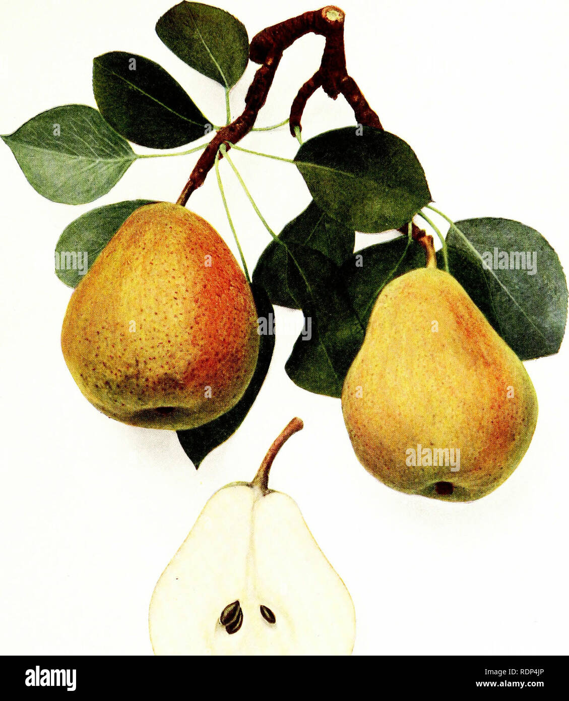 The Pears Of New York Fruit Culture Pear Brandywine Please Note That These Images Are Extracted From Scanned Page Images That May Have Been Digitally Enhanced For Readability Coloration And Appearance