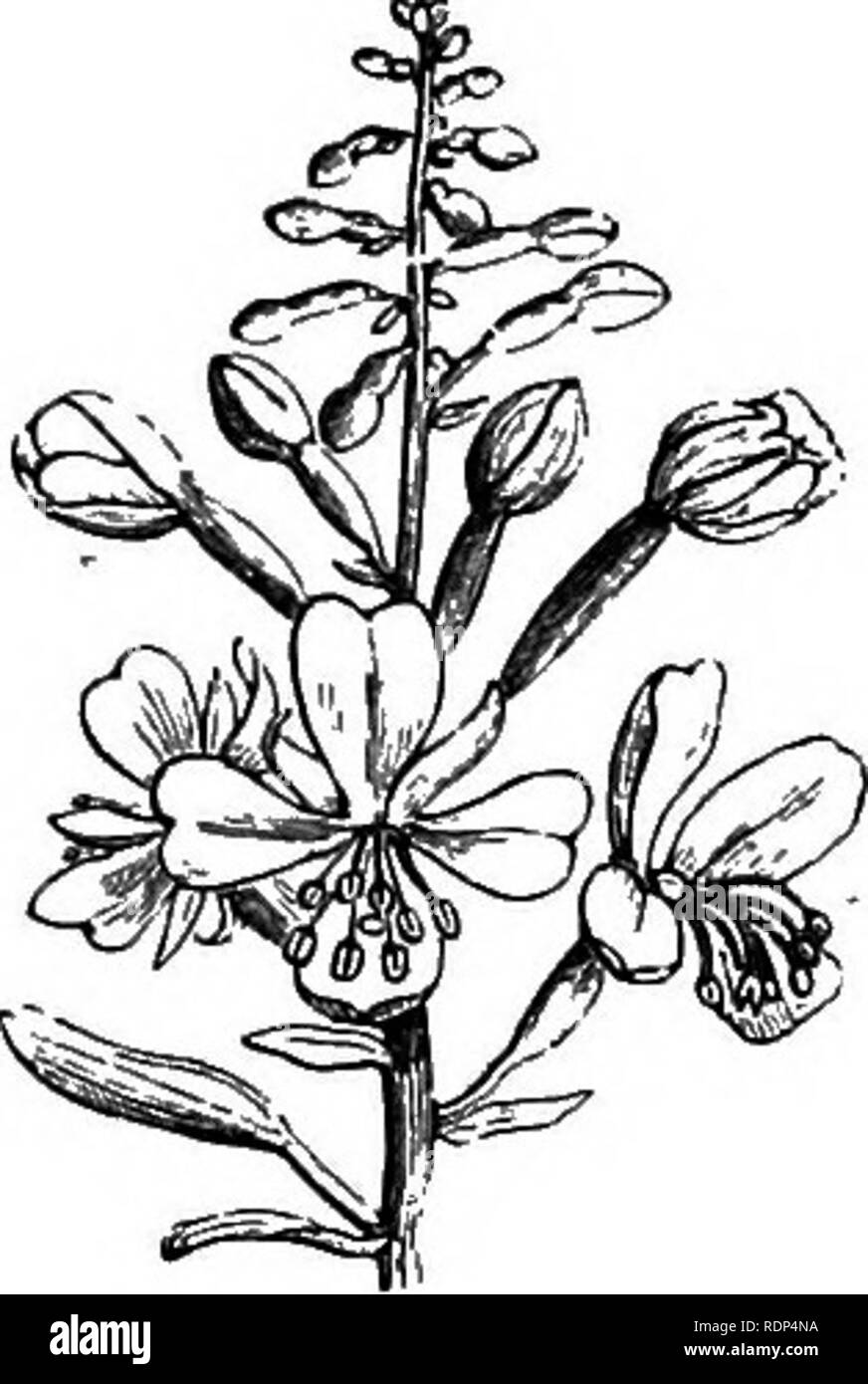 . Scientific lectures. Science; Natural history; Archaeology. i.] MODES OF CHECKING SELF-FERTILIZATION. 15 sequently incapable of fertilizing itself. In E. parvi- fiorum, on the contrary, the stamens and pistil come to maturity at the same time.. Fig. 13.—Epilobium angustifolium. Fig. 14.—Epilobium parviflorum. , Let us take another case—that of certain Geraniums. In G. pratense all the stamens open, shed their pollen, and wither away before the pistil comes to maturity. The flower cannot therefore fertilize itself, and depends entirely on the visits of insects for the transference of the poll Stock Photo