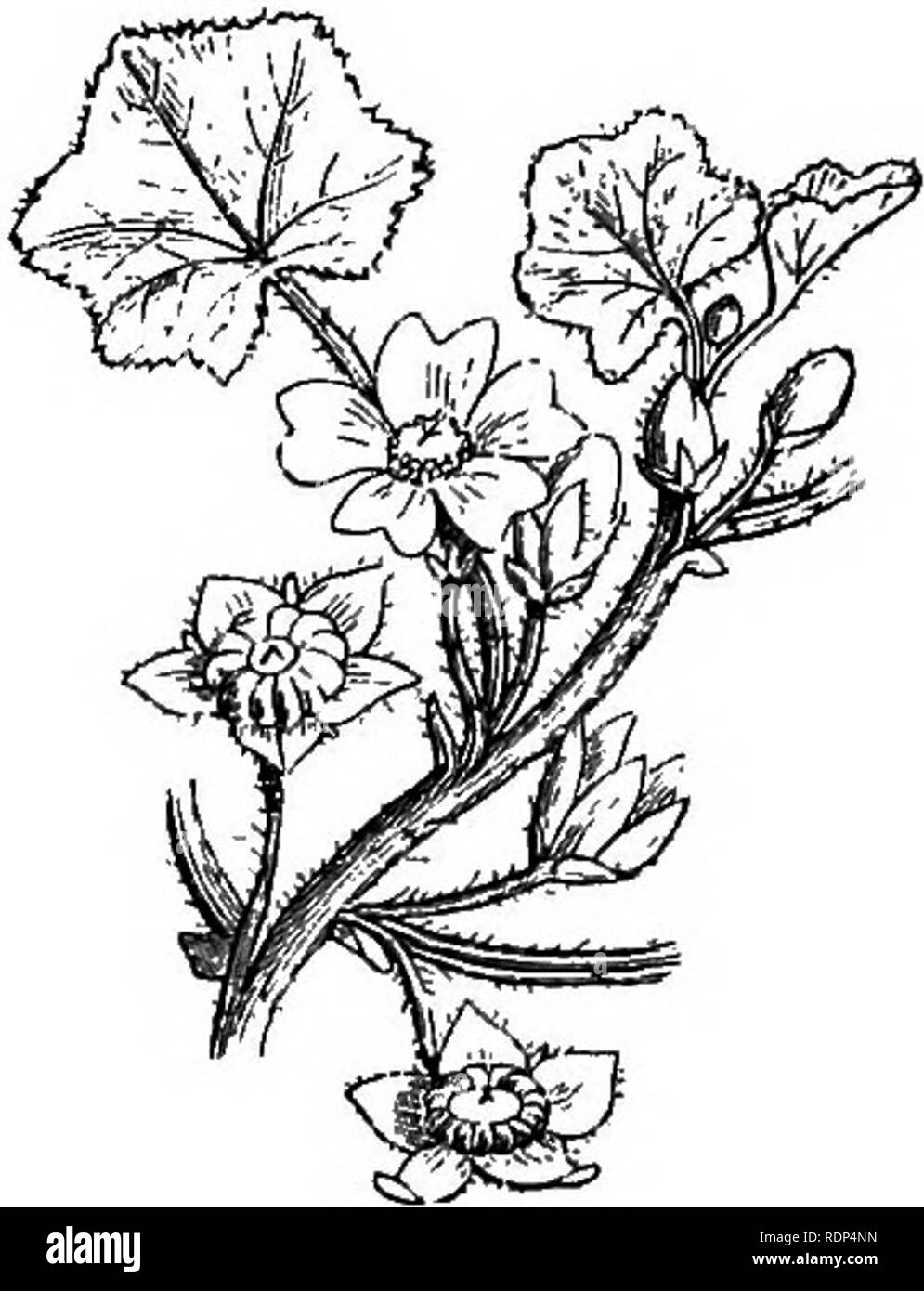 . Scientific lectures. Science; Natural history; Archaeology. Fig. 9.—Malva sylvestris. Fig. 10.—Malva rotundifolia. Another interesting case is afforded by the genus Epilobium. Epilobium angustifolium has large purplish flowers in conspicuous heads (Fig. 13), and is much frequented by insects ; while E. parvijlorum (Fig. 14). Please note that these images are extracted from scanned page images that may have been digitally enhanced for readability - coloration and appearance of these illustrations may not perfectly resemble the original work.. Lubbock, John, Sir, 1834-1913. London, New York, M Stock Photo