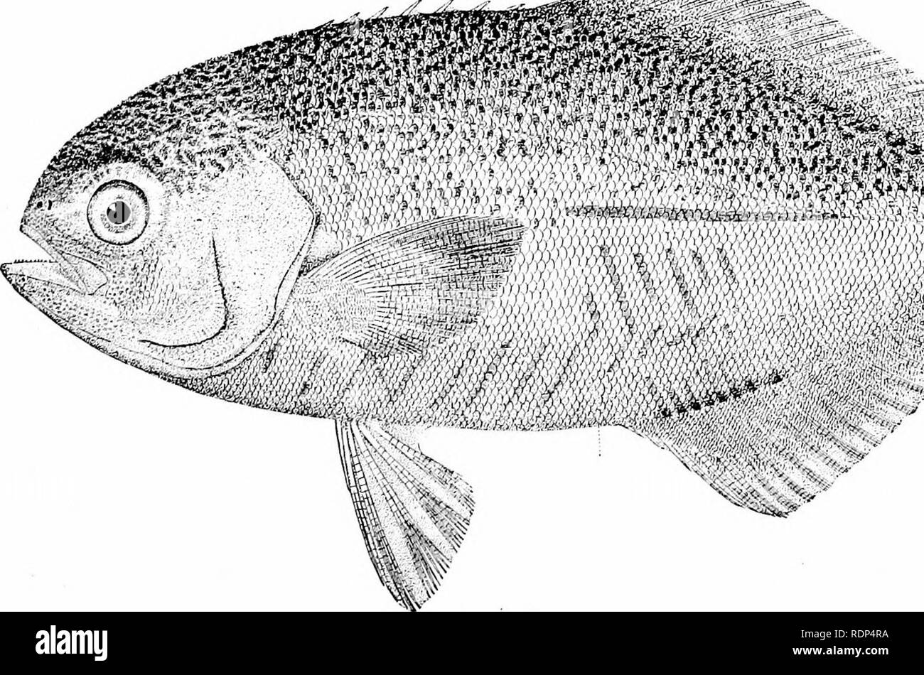 Perciformis High Resolution Stock Photography and Images Alamy