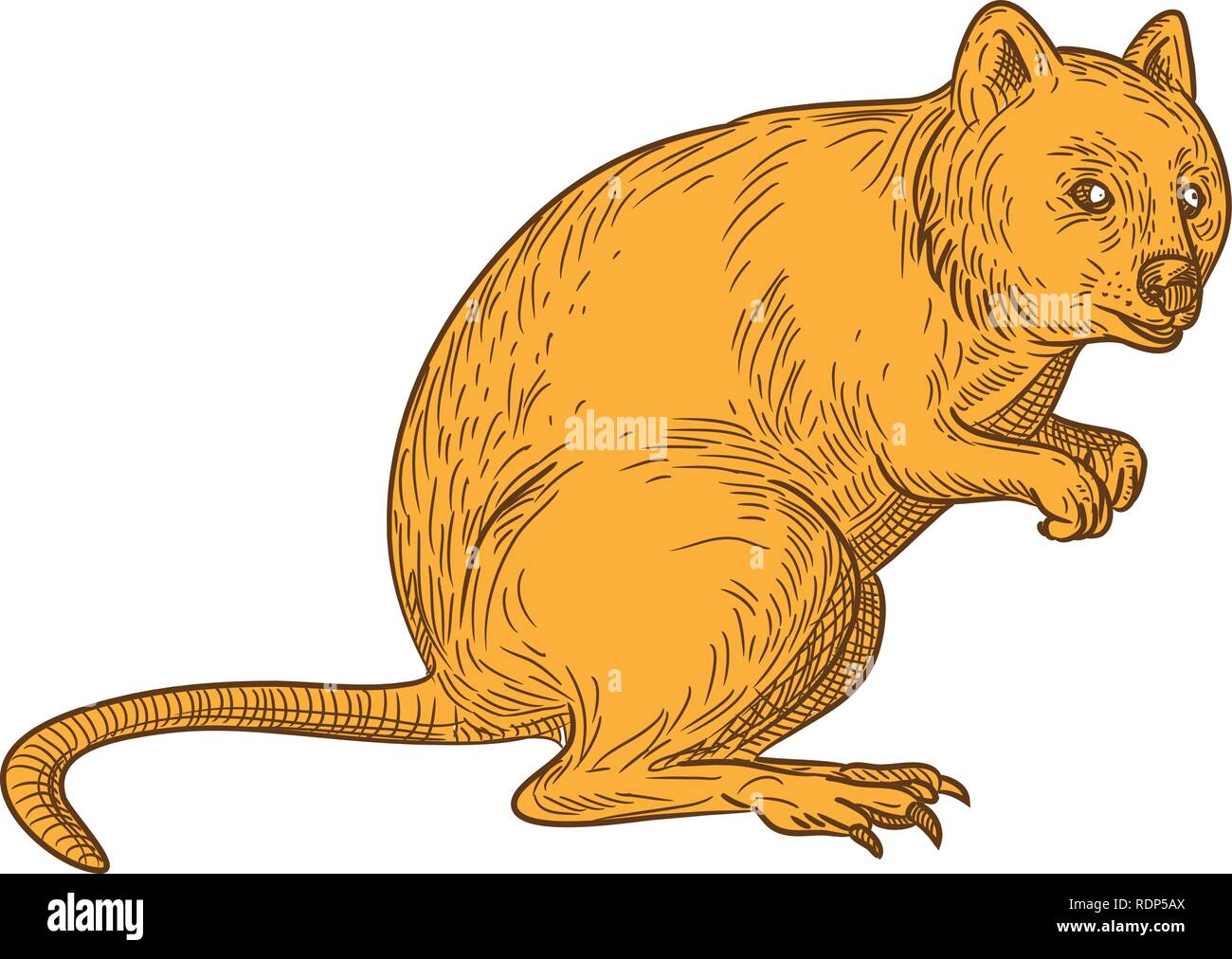 Drawing sketch style illustration of a quokka, Setonix brachyurus, a small macropod marsupial native to  Western Australia on isolated white backgroun Stock Vector