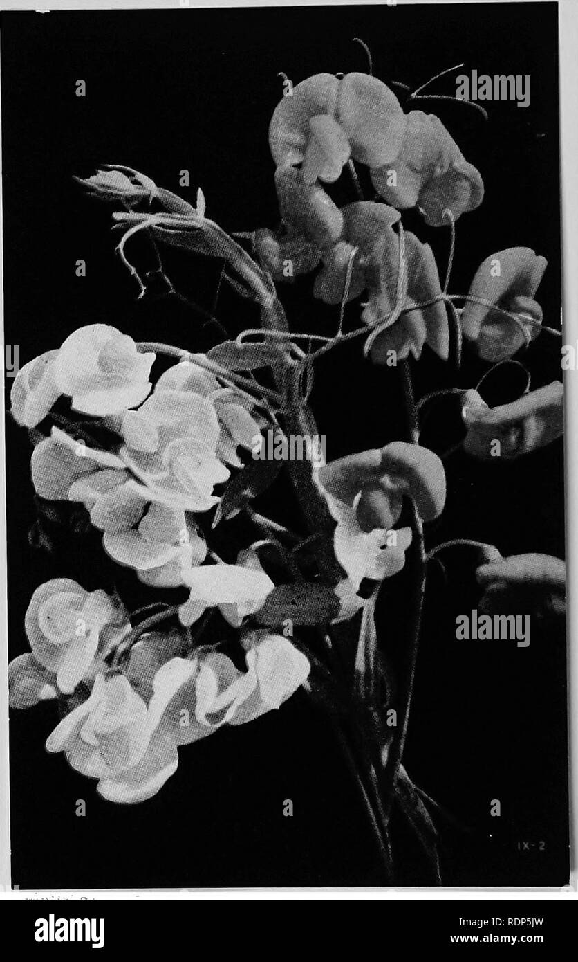 . Luther Burbank, his methods and discoveries and their practical application;. Plant breeding. Fragrant Sweet Peas Mr Burbank has a werw keen sense of smell, and he is always on the lookout for flowers that show exceptional quali- ties of fragrance. Many sweet peas are quite odorless, but here are some in which Mr. Burbank has developed an exquisite fra- arance. Careful observation and persistent selective breeding have been the watchwords here as with so many other experiments.. Please note that these images are extracted from scanned page images that may have been digitally enhanced for rea Stock Photo