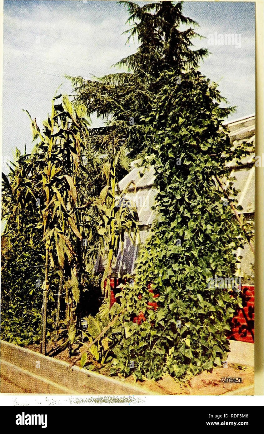 Stripling Method Burbank page hi-res stock photography and images - Alamy