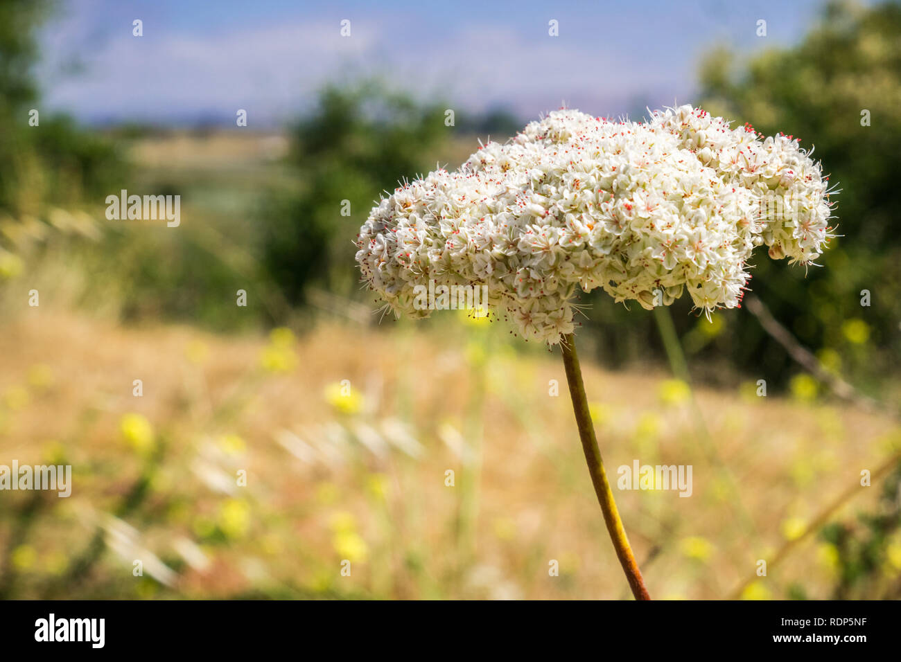 California Buckwheat (Eriogonum fasciculatum) wildflower, San Francisco bay area, California Stock Photo