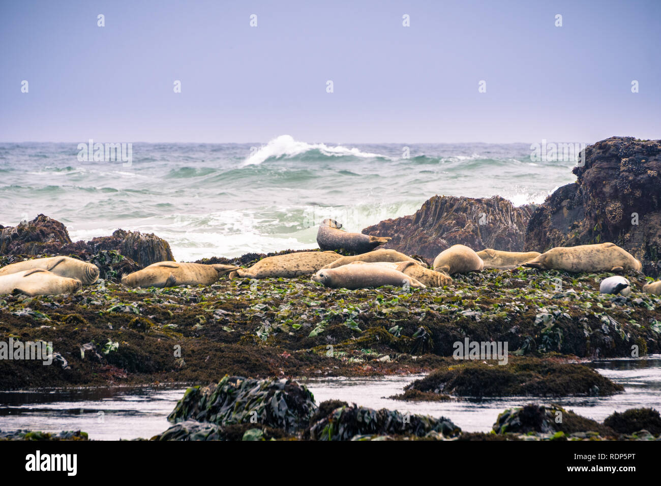 Harbor seals sitting on rocks at low tide, Fitzgerald Marine Reserve, Moss Beach, California