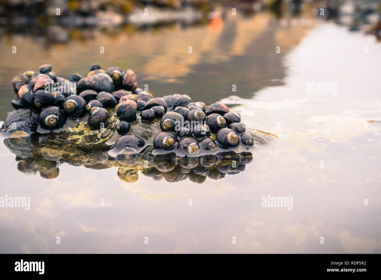 Sea snails at the Fitzgerald Marine Reserve tidepools during low tide, Moss Beach, California
