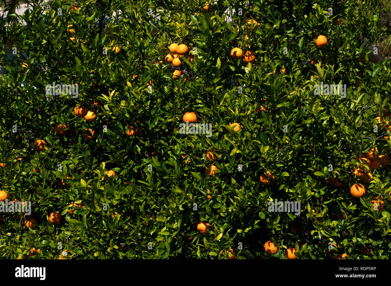 Pomelo tree hires stock photography and images Alamy