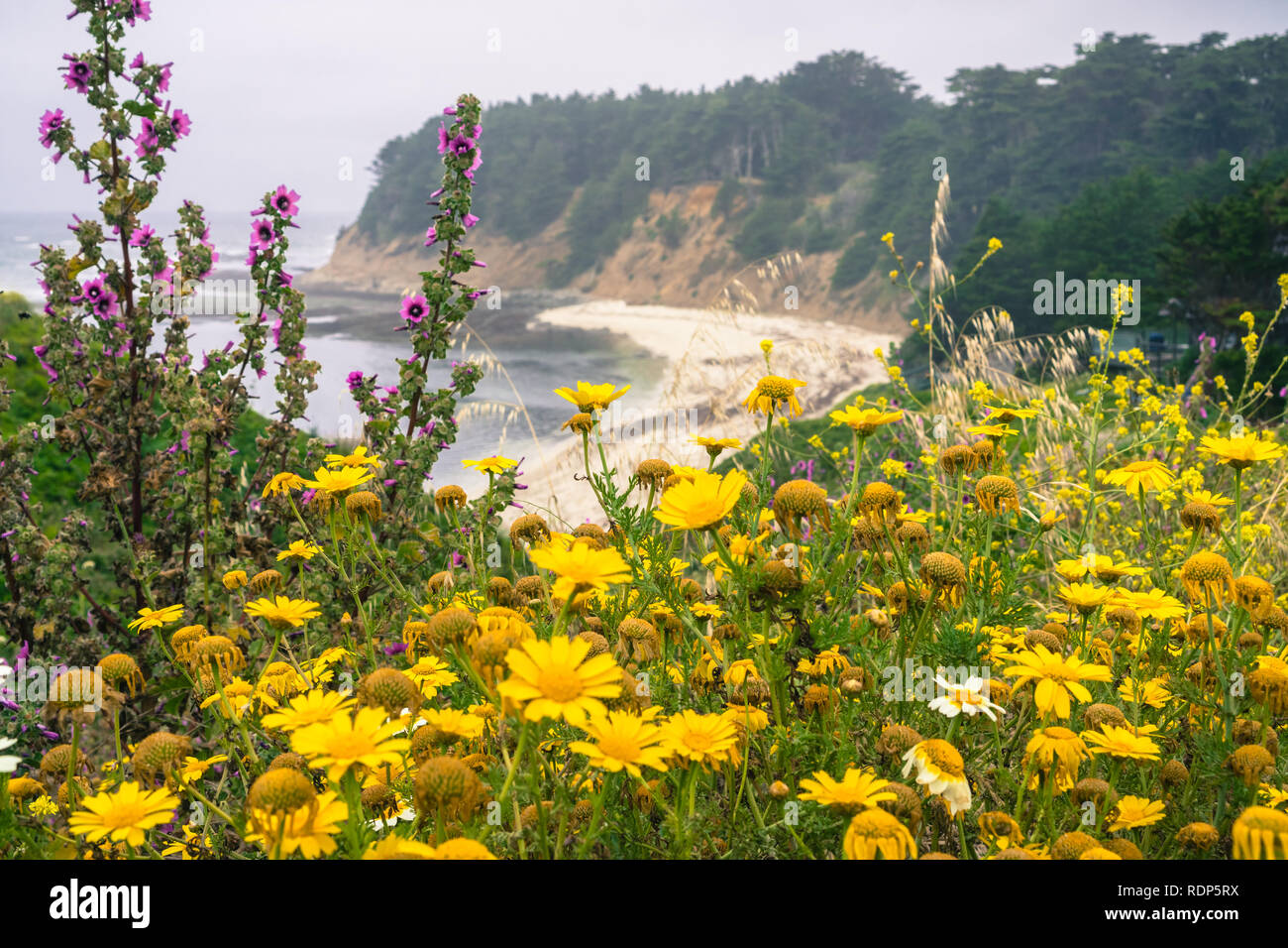 Wildflowers blooming on the Pacific Ocean coastline, sandy beach in the background, Moss Beach