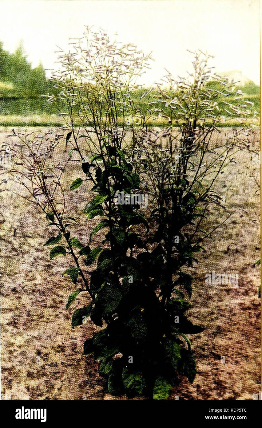 petunia tobacco Luther Burbank, his methods and discoveries and their practical  application;. Plant breeding. A Tobacco Hybrid In hybridizing the Petunia  and the Tobacco. Mr. Burbank used the tobacco as the mother parent