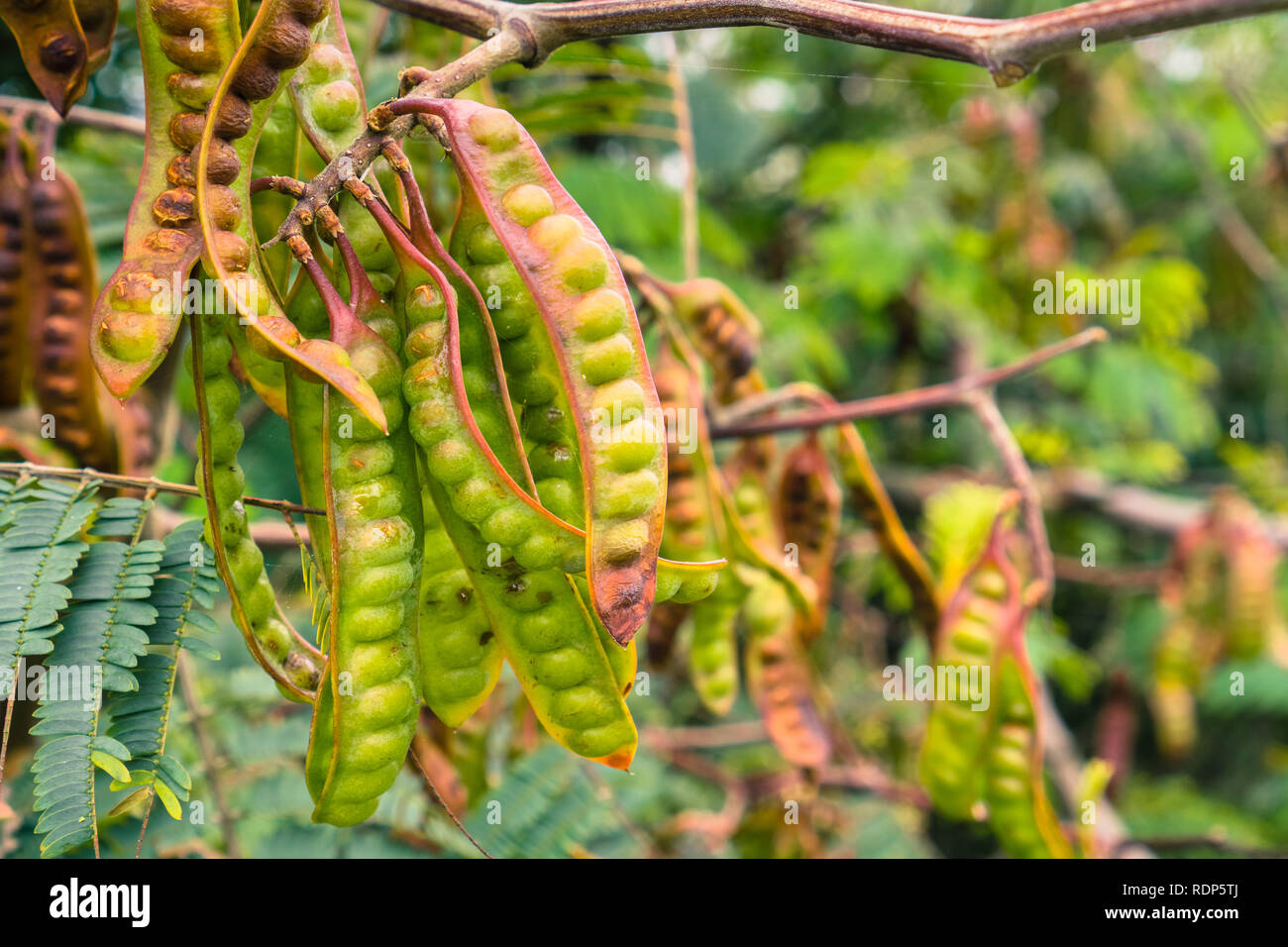 Golden Mimosa tree seed pods, San Francisco bay area, California Stock