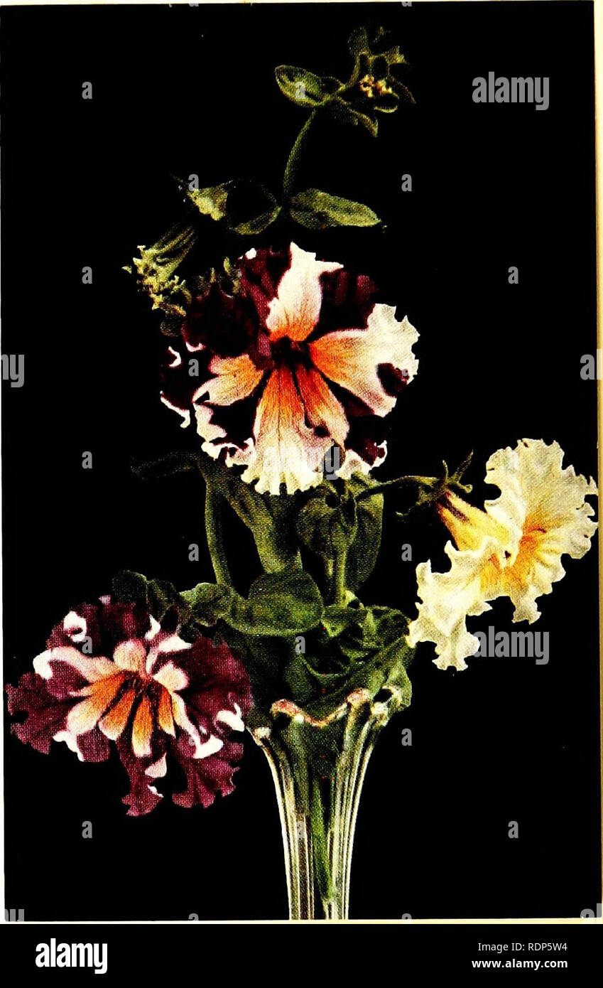 Luther Burbank, his methods and discoveries and their practical  application;. Plant breeding. The Petunia Mr. Burbank has made many very  interesting breeding experiments with the Petunia. Samples of his  productions are