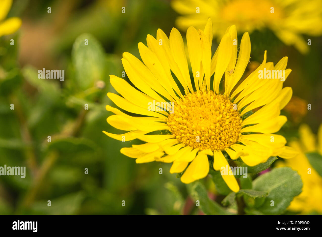 Great Valley Gumweed, Great Valley Gumplant (Grindelia camporum, Grindelia robusta) flowering, California Stock Photo