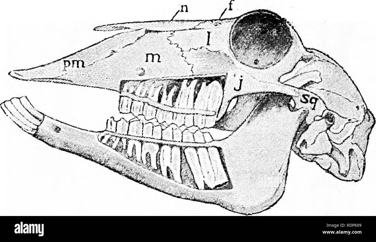 Dental Formula High Resolution Stock Photography and Images Alamy