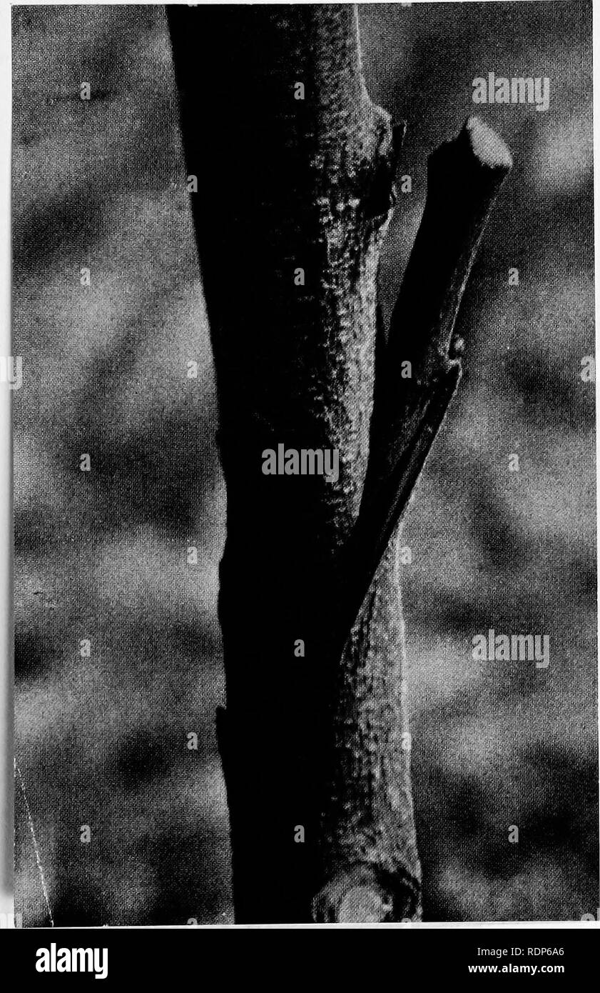 Grafting wax Black and White Stock Photos & Images - Alamy