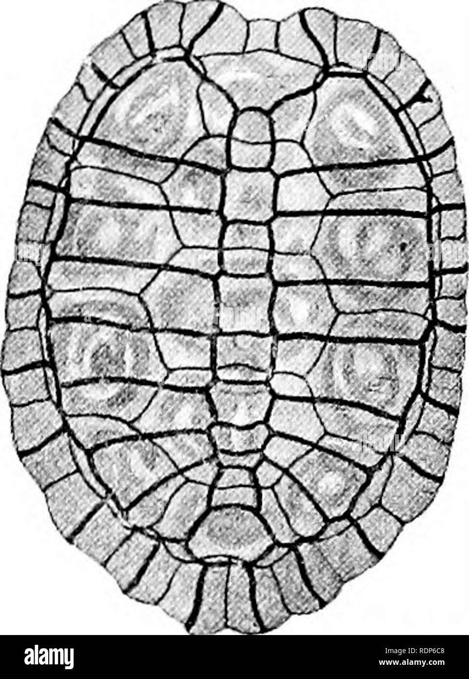 . Outlines of zoology. Zoology. 564 REPTILES. carapace, for this must tend to make respiration less active. The lungs are divided into a number of compartments. All are oviparous. The eggs have firm, usually calcareous, shells. Some Peculiarities in the Skeleton of Chelonia. The dorsal vertebras seem to be without transverse processes, and along with the ribs are for the most part immovably fused in the carapace. The tail and the neck are the only flexible regions. The greater part of the dorsal shield seems to be due to a coalescence of rib-cartilages ; to an ossification of these and of the  Stock Photo