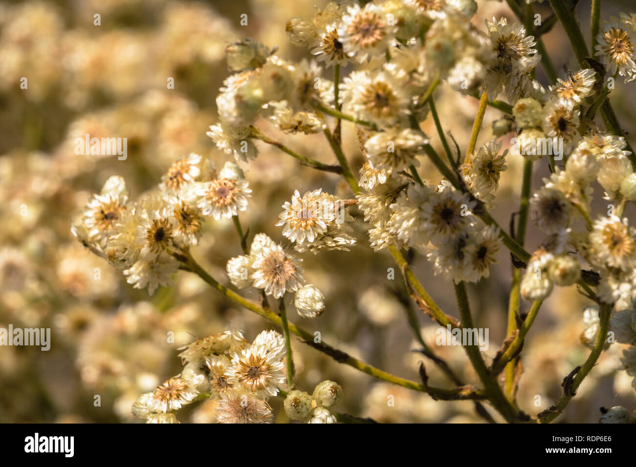 California cudweed dry wildflowers, California Stock Photo