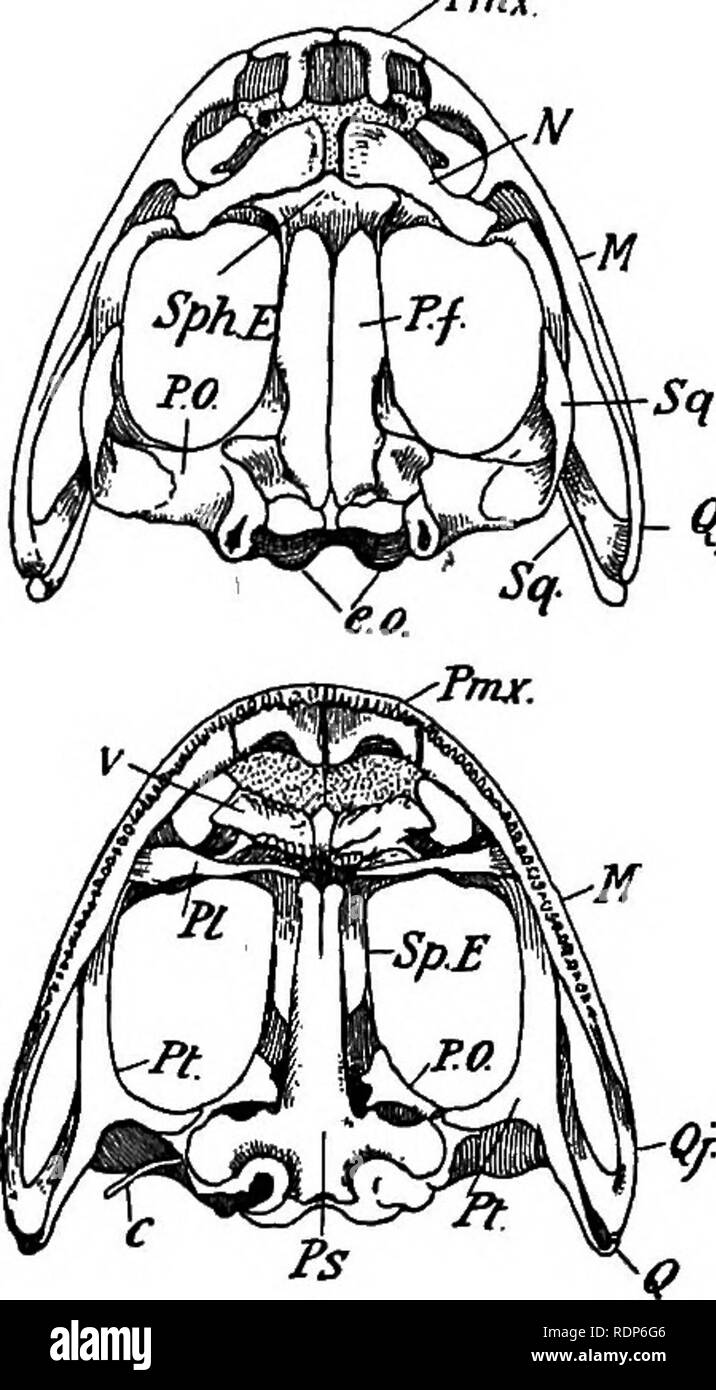 . Outlines of zoology. Zoology. S34 AMPHIBIA. processes, and a short neural spine. The eighth vertebra has a biconcave or amphicoelous centrum. The ninth is convex in front, with two convex tubercles behind, and bears large transverse pro- mx cesses with which the hip- girdle articulates. The uro- style, formed by the fusion of several vertebras, has anteriorly a dorsal arch enclosing a prolongation of the spinal cord; but both arch and nerve-cord soon #/ disappear posteriorly. The notochord, around which the vertebral column has developed, is finally repre- sented only by the vestiges in the  Stock Photo