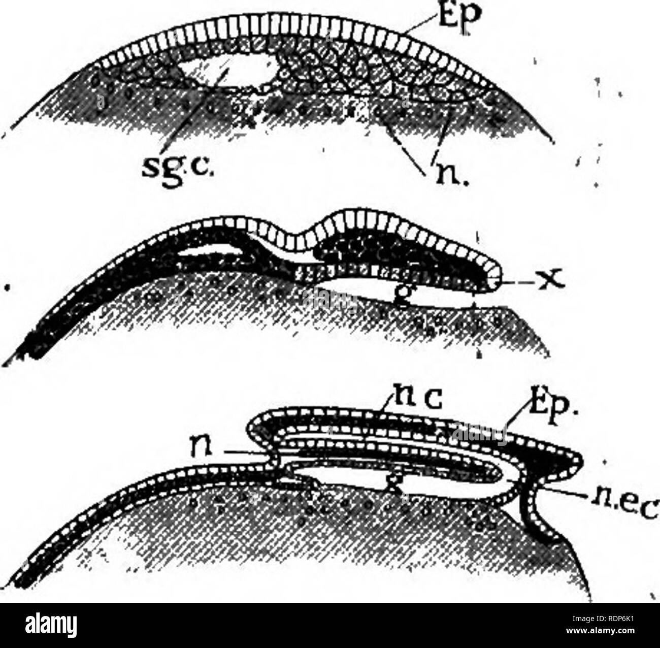 . Outlines of zoology. Zoology. 498 PISCES—FISHES, are covered with ...