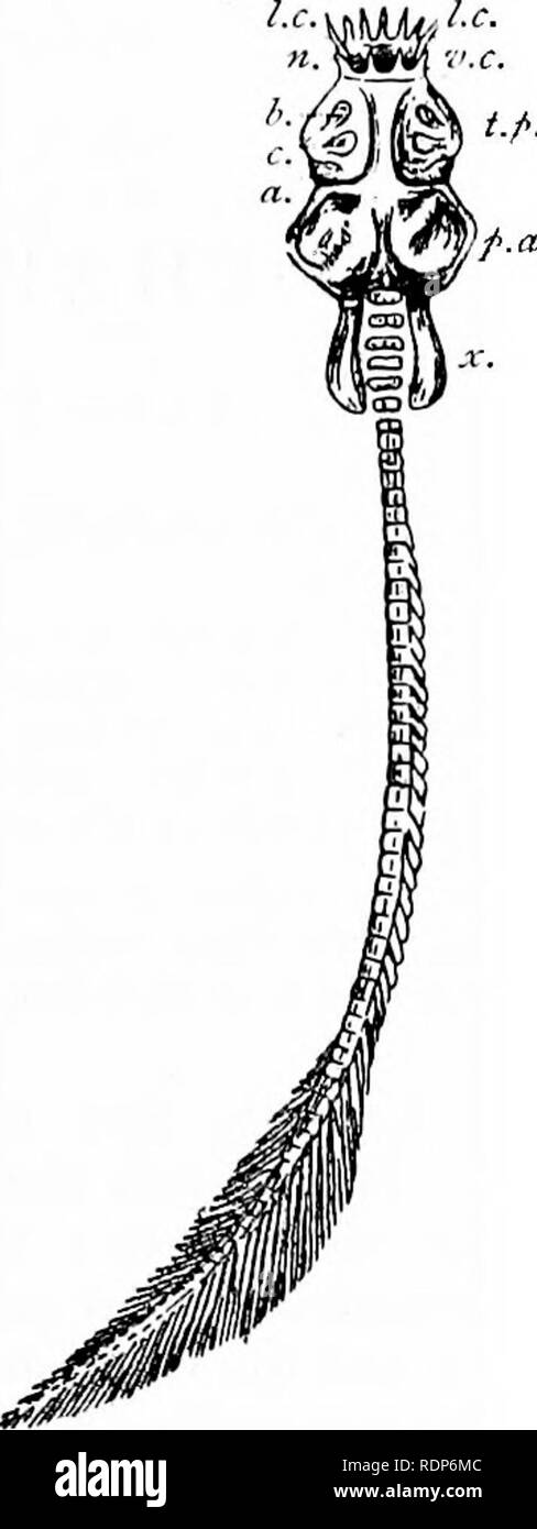 . Outlines of zoology. Zoology. PALJLOSPONDYLUS GUNNI. 419 springing from the neural and hzemal arches, are dichotomised (at least the neural ones), as are the corresponding rods in the lamprey.&quot; Just behind the head lie two small oblong plates (x., Fig. 202), Â«/â Â«â¢ closely apposed to the commence- ment of the vertebral column, one on each side. The notochordal sheath is calcified in the form of ring-shaped or hollow vertebral centra with neural arches. Towards the tail the aiches are produced into slender neural spines, opposite htemal ones. which are shorter Between Cyclostomata and Stock Photo