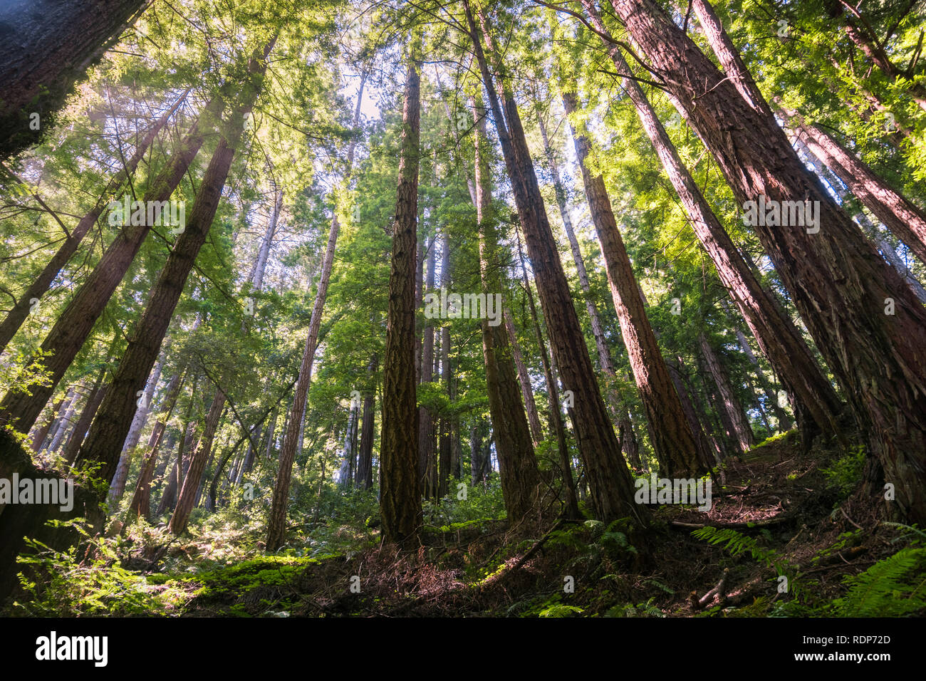 Redwood trees (Sequoia sempervirens) forest, California Stock Photo