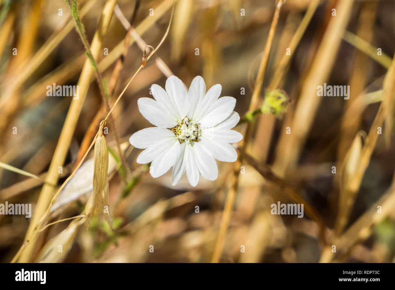Hayfield Tarweed (Hemizonia congesta) wildflower, California Stock Photo