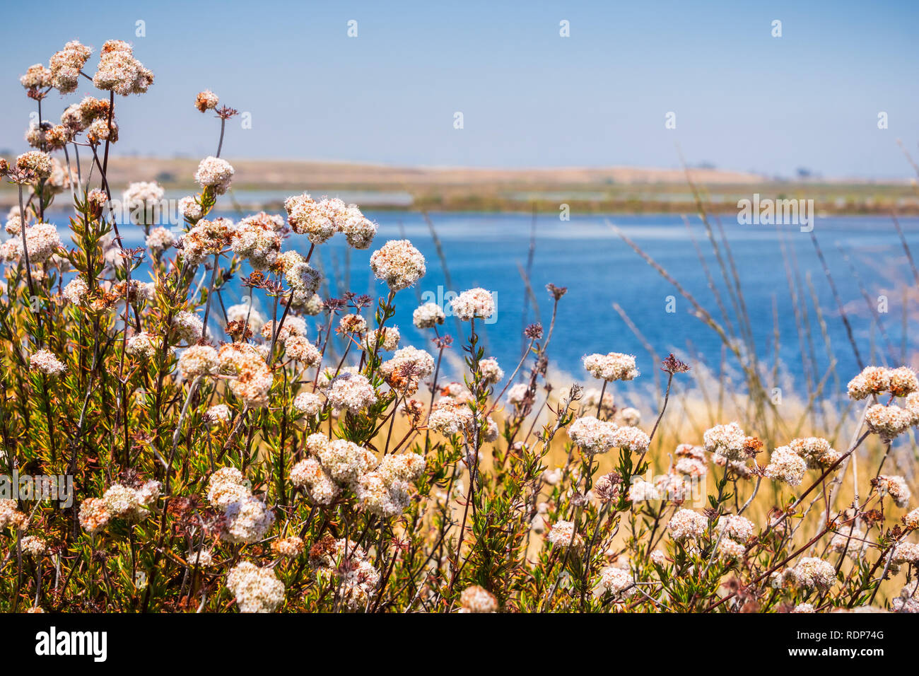 California Buckwheat (Eriogonum fasciculatum) wildflowers, San Francisco bay area, California Stock Photo