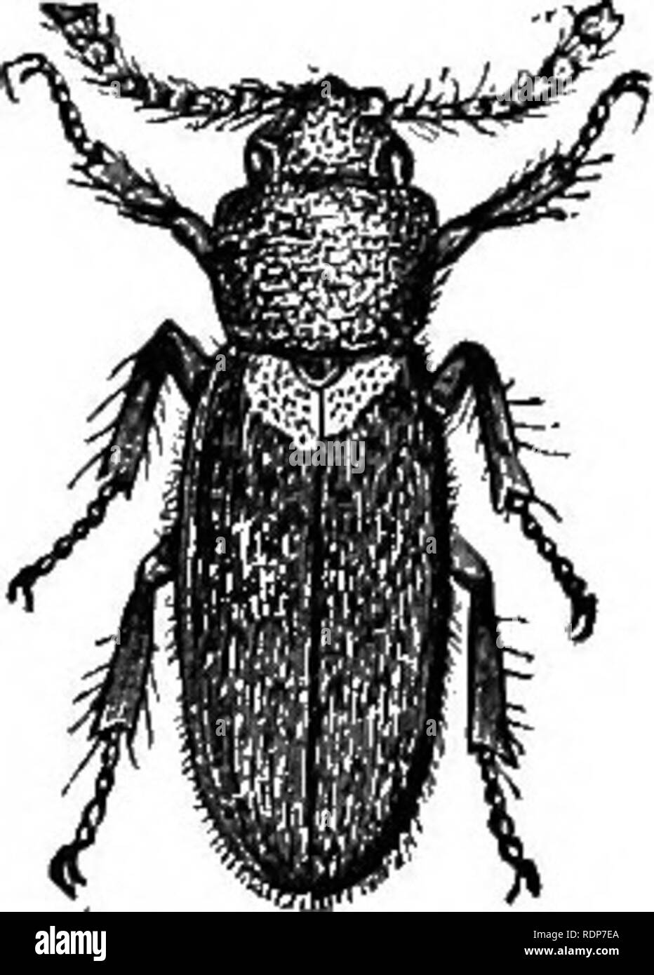 . Quinby's new bee-keeping. The mysteries of bee-keeping explained. Combining the results of fifty years' experience, with the latest discoveries and inventions, and presenting the most approved methods, forming a complete guide to successful bee-culture. Bees. 222 DISEASES AlfD ENEMIES OP BEES. can not reach them. Where the mat hngs closely to the frame, they will often be found between it and the frame. Some of them frequent the hive apparently for honey. Please note that these images are extracted from scanned page images that may have been digitally enhanced for readability - coloration an Stock Photo