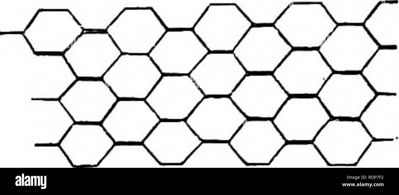 . Quinby's new bee-keeping. The mysteries of bee-keeping explained. Combining the results of fifty years' experience, with the latest discoveries and inventions, and presenting the most approved methods, forming a complete guide to successful bee-culture. Bees. 194 WAX AND COIIB. These strips were placed together, as shown in fig. 76, It will be seen that two opposite sides of each cell were composed of two thicknesses of tin. A sheet of this same light tin was used to form the flat base of the cells. After both sides were fitted, and secured, the whole was dipped in hot wax, and was then read Stock Photo