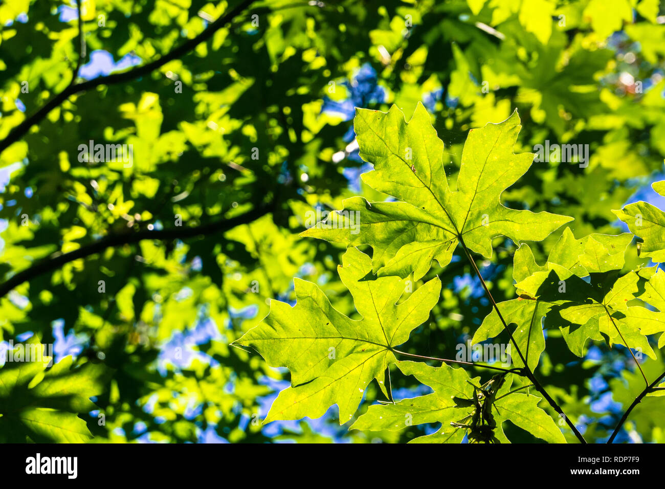 Green bigleaf maple (Acer macrophyllum) crown, San Francisco bay area, California Stock Photo